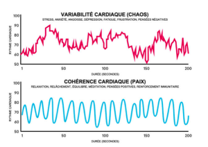 La respiration et la variabilité de la fréquence cardiaque